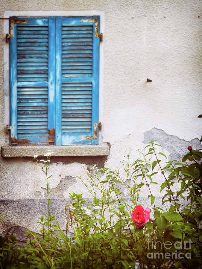 Rose and window with blue shutters Photograph by Silvia Ganora