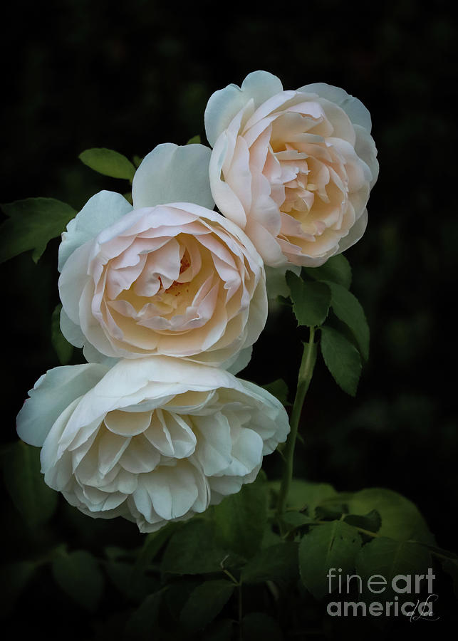 Rose Photograph - Rose Angels by D Lee