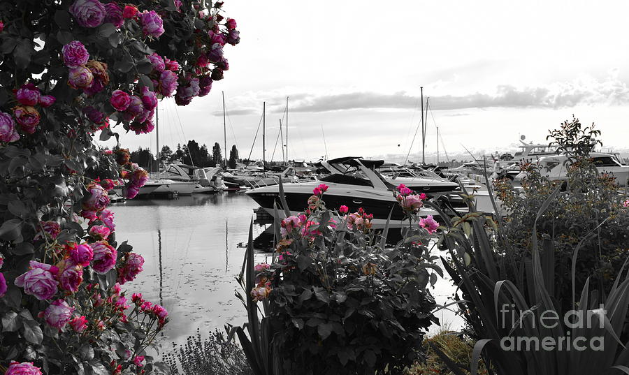 Rose Arbor on the Harbor Photograph by Sea Change Vibes
