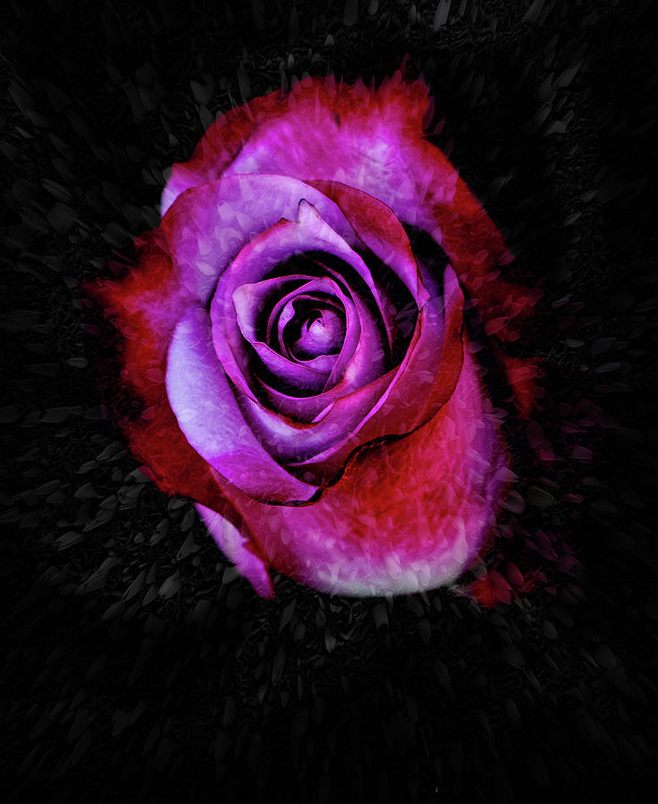 Rose Art Photograph by Elaine Malott