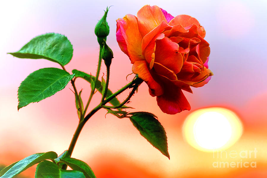 Rose at Sunset Photograph by Olivier Le Queinec
