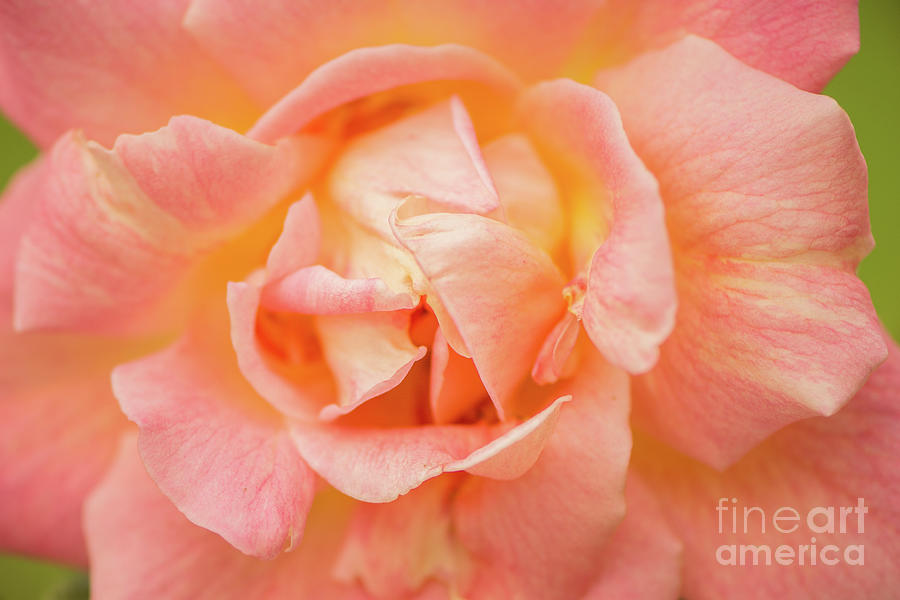 Spring Photograph - Rose Awakening by Nancy Gleason