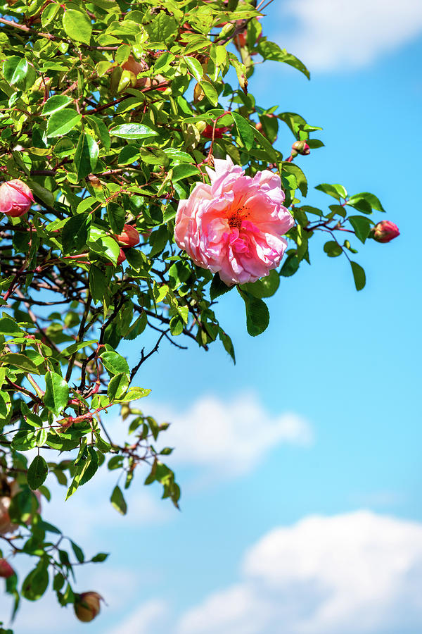 Rose Photograph - Rose Background Sky Vertical Big Size Image by Luca Lorenzelli