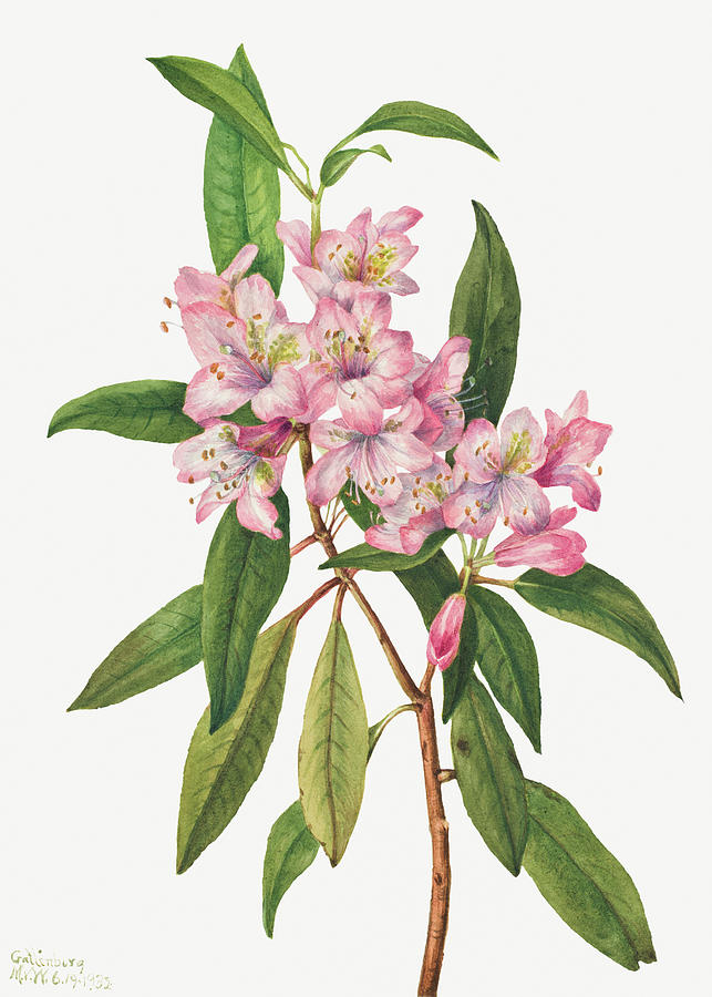 Rose Bay Rhododendron by Mary Vaux Walcott.  Painting by World Art Collective