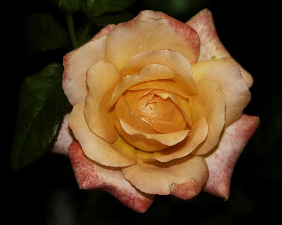 Rose Beauty Photograph by Allen Nice-Webb