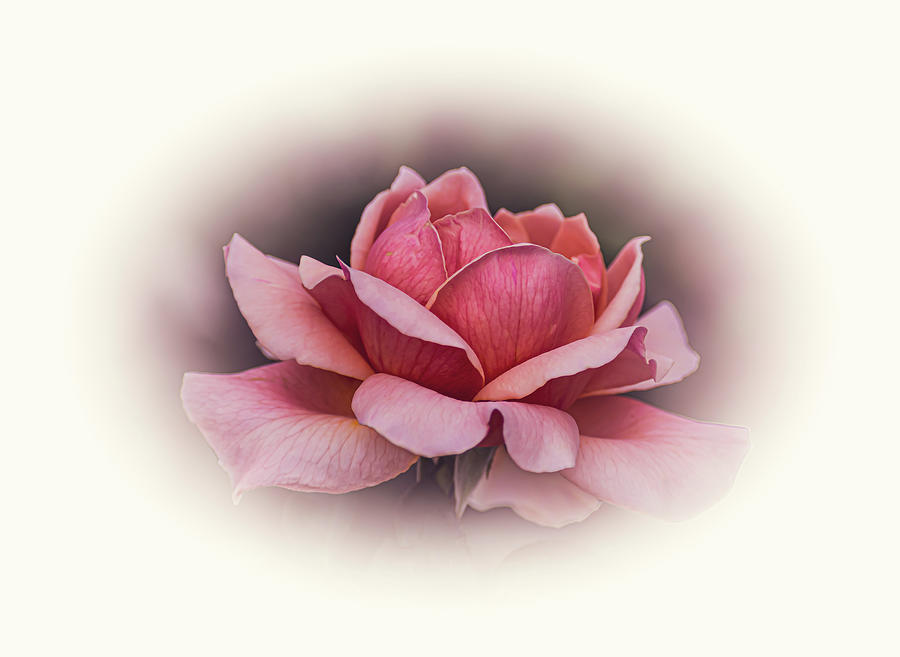 Rose Beauty II Photograph by Len Bomba