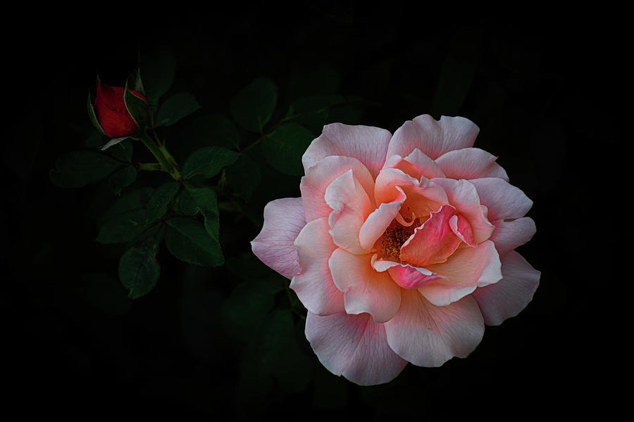 Rose Beauty Photograph by Len Bomba