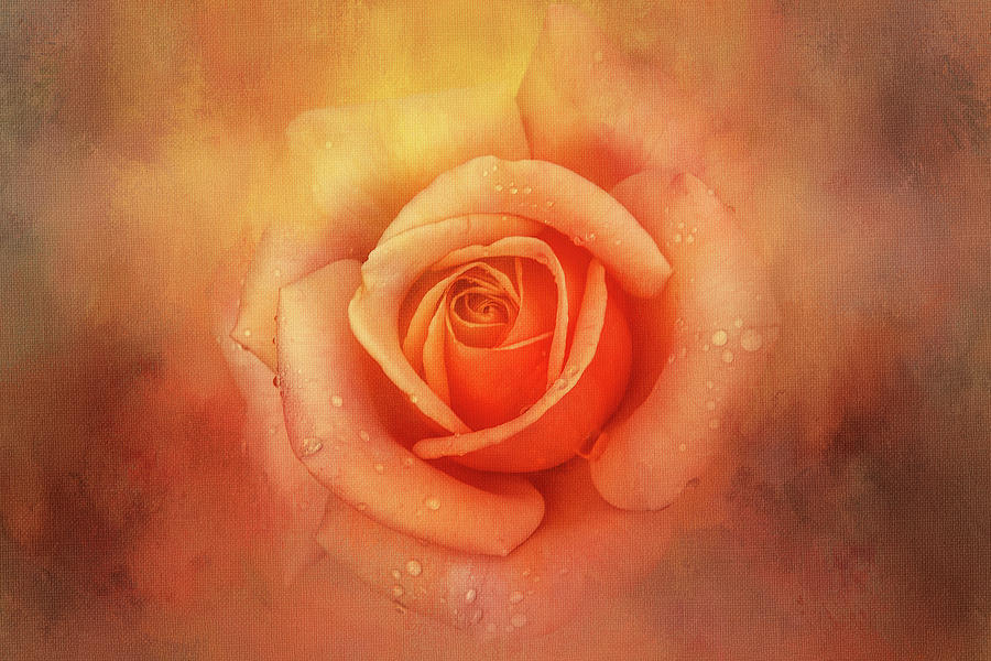 Rose Beauty Digital Art by Terry Davis