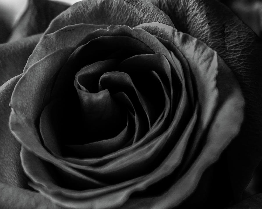 Rose Black And White Photograph by Amanda Armstrong