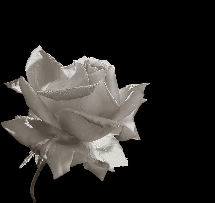 Rose - Black and White Digital Art by Amy Proseus - Fine Art America