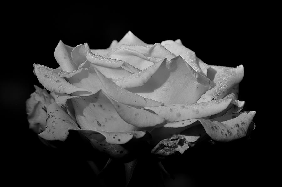 Rose Black And White Flower Beauty Photograph by Mona Master - Fine Art ...