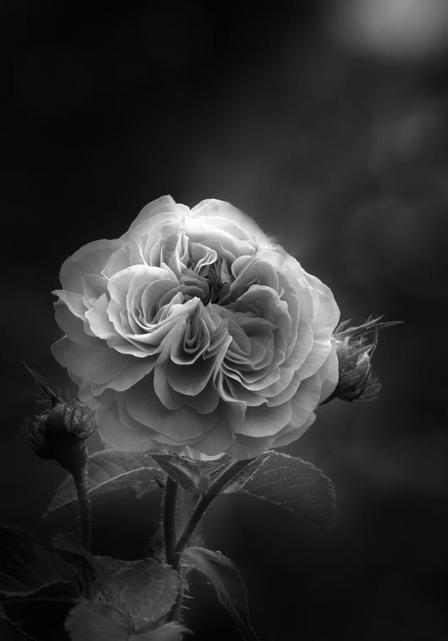 Rose Black and White III Photograph by Joan Han