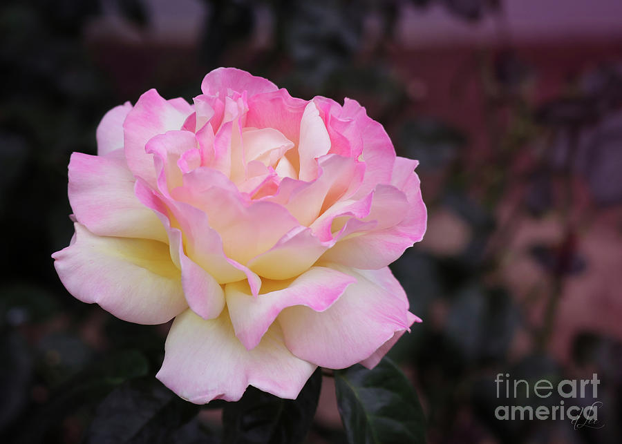 Summer Photograph - Rose Bloom by D Lee