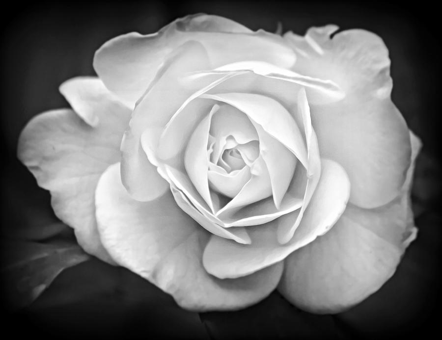 Rose Bloom in Black and White Photograph by Gaby Ethington