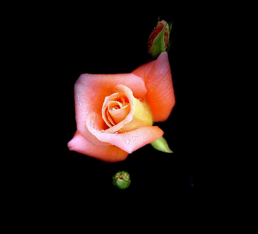 Rose Bloom Photograph