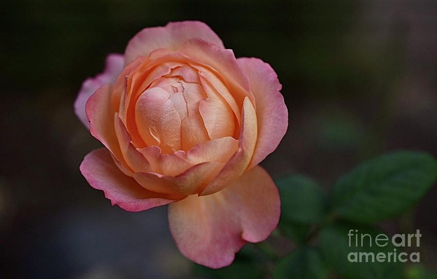 Rose Blossom Digital Art by Tammy Keyes