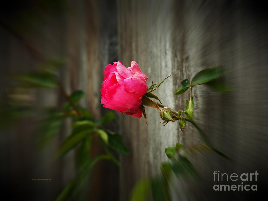 Rose Breakout Photograph by Richard Thomas