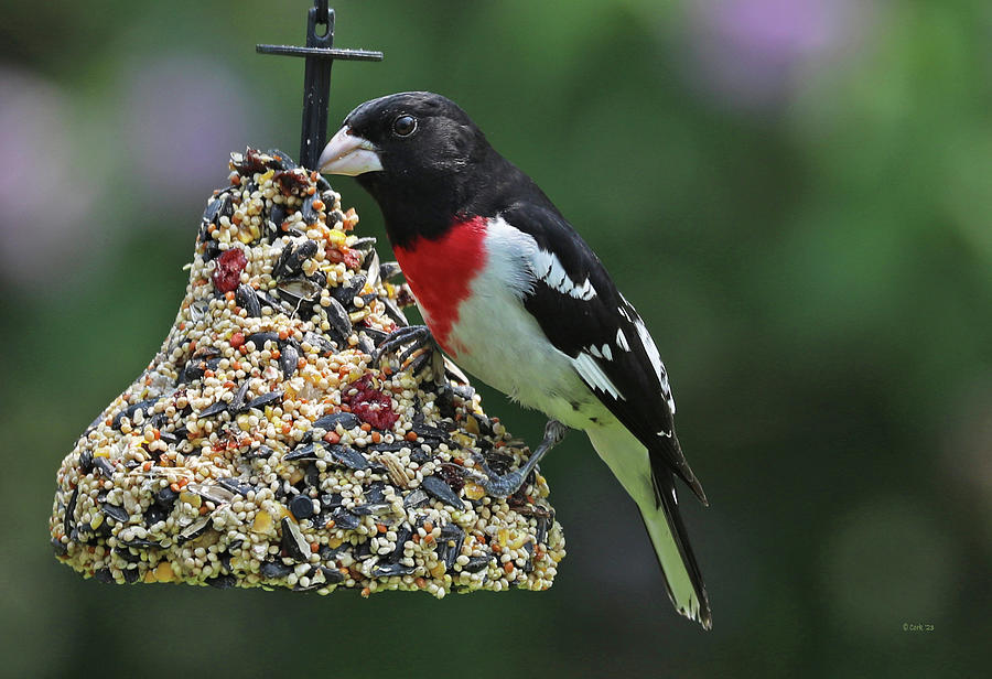 Rose Breasted Grosbeak 3 Photograph by Terry Cork