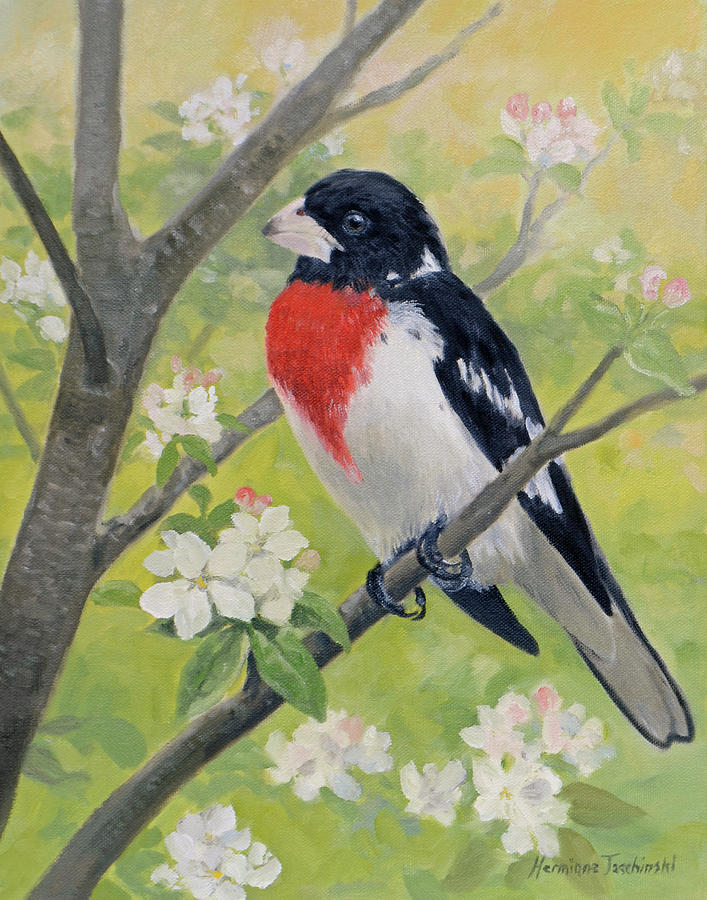 rose breasted grosbeak painting