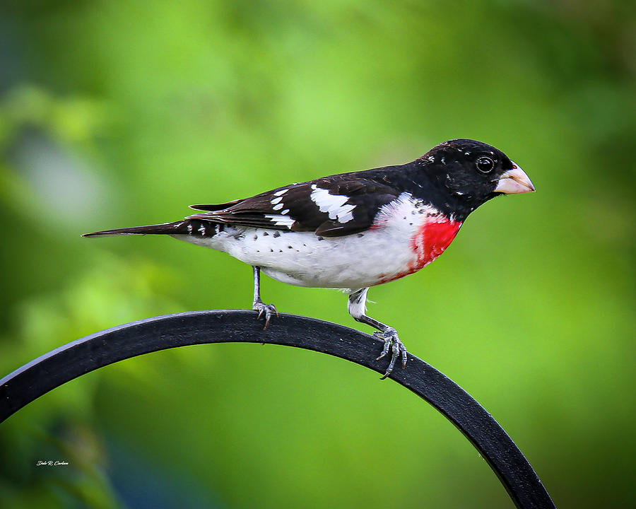 Rose Breasted Grosbeak Photograph by Dale R Carlson