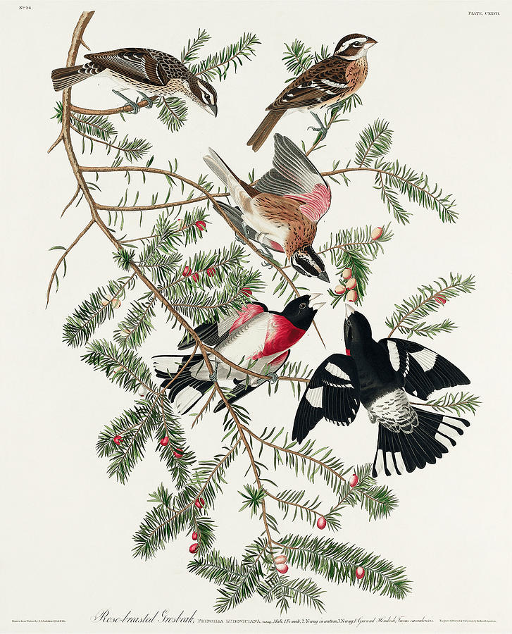 Rose-breasted Grosbeak. John James Audubon Mixed Media by World Art Collective