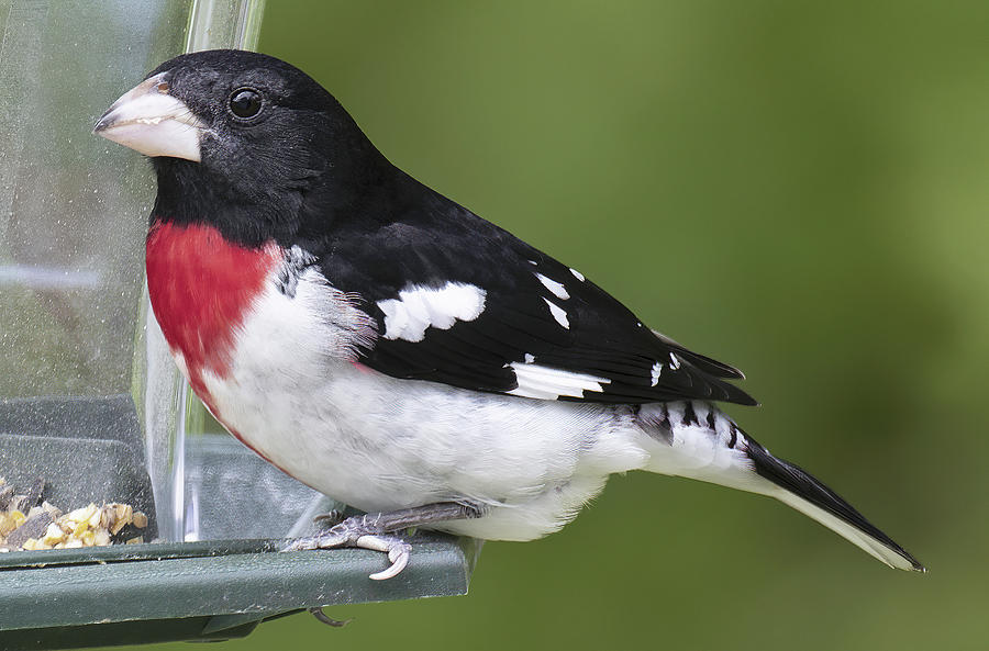 Rose Breasted Grosbeak Male Photograph By A Macarthur Gurmankin   Rose Breasted Grosbeak Male A Macarthur Gurmankin 