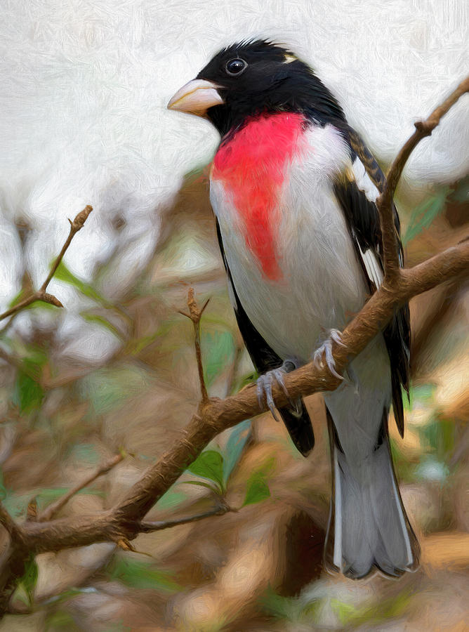 Rose-breasted Grosbeak Pause Photograph by Art Cole
