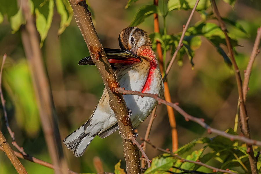 Bird Photograph - Rose Breasted Grosbeak Preening by Morris Finkelstein