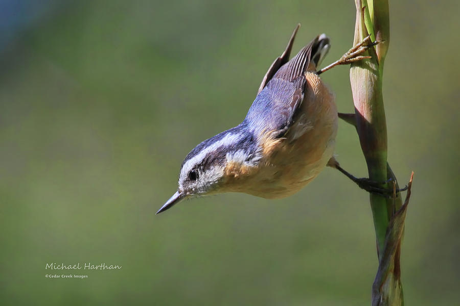 Rose Breasted Nuthatch Photograph by Cedar Creek Images Mike and Barb ...