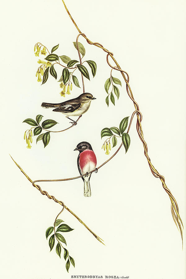 John Gould Drawing - Rose-breasted Wood-robin, Erythrodryas rosea by John Gould
