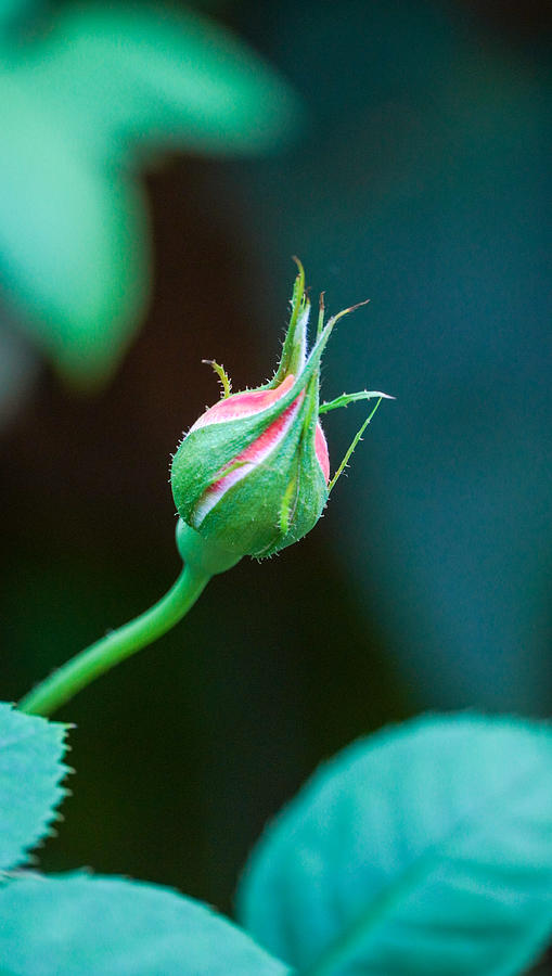 Rose Bud Photograph by Aarti Bartake
