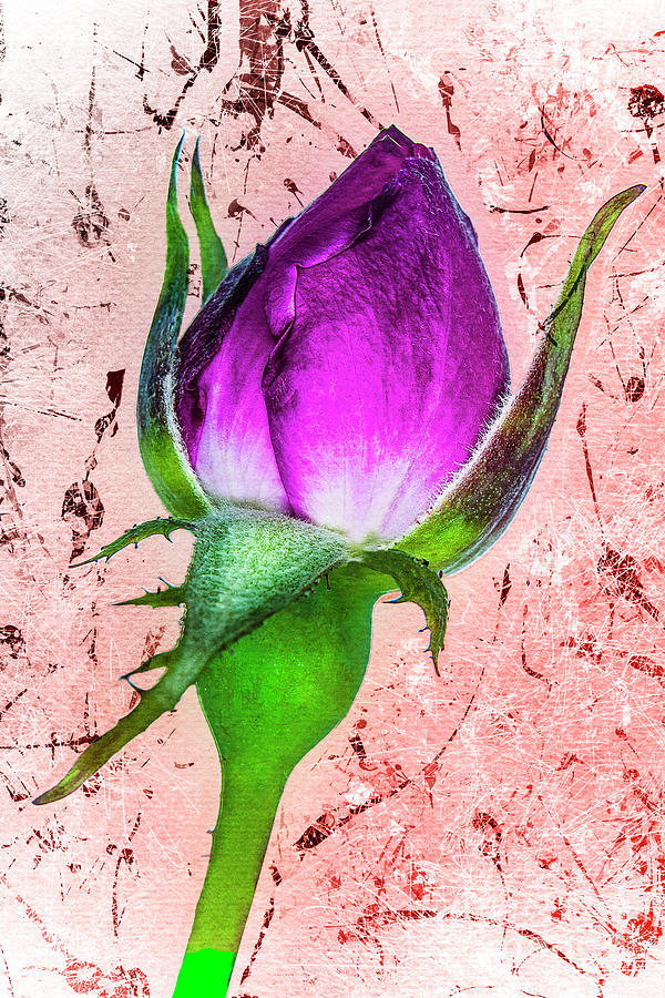 Rose Bud Digital Art by Anthony Ellis
