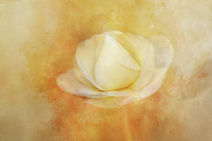 Rose Bud Beginning Digital Art by Terry Davis