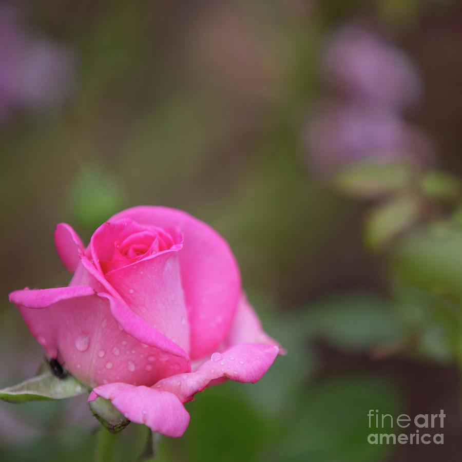 Rose bud in pink Photograph by Agnes Caruso
