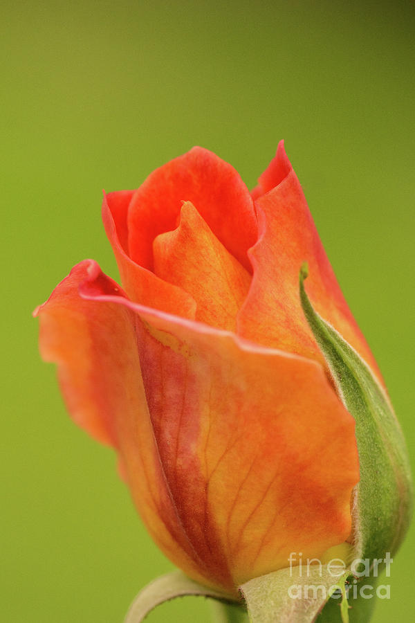 Spring Photograph - Rose Bud Just Getting Started by Nancy Gleason