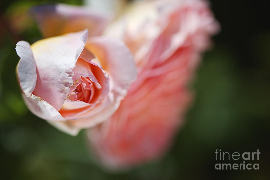Nature Photograph -  Rose Bud Over Bloom by Joy Watson