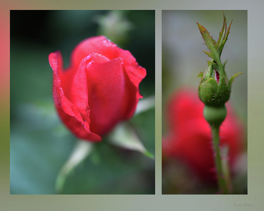 Flower Photograph - Rose Buds by Phil And Karen Rispin