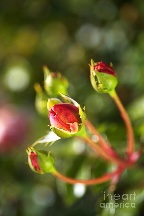Rose Buds Of Red Photograph by Joy Watson