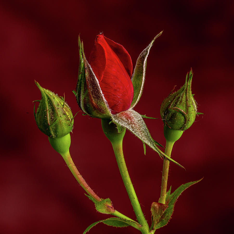 Rose Buds Photograph by Paul Freidlund