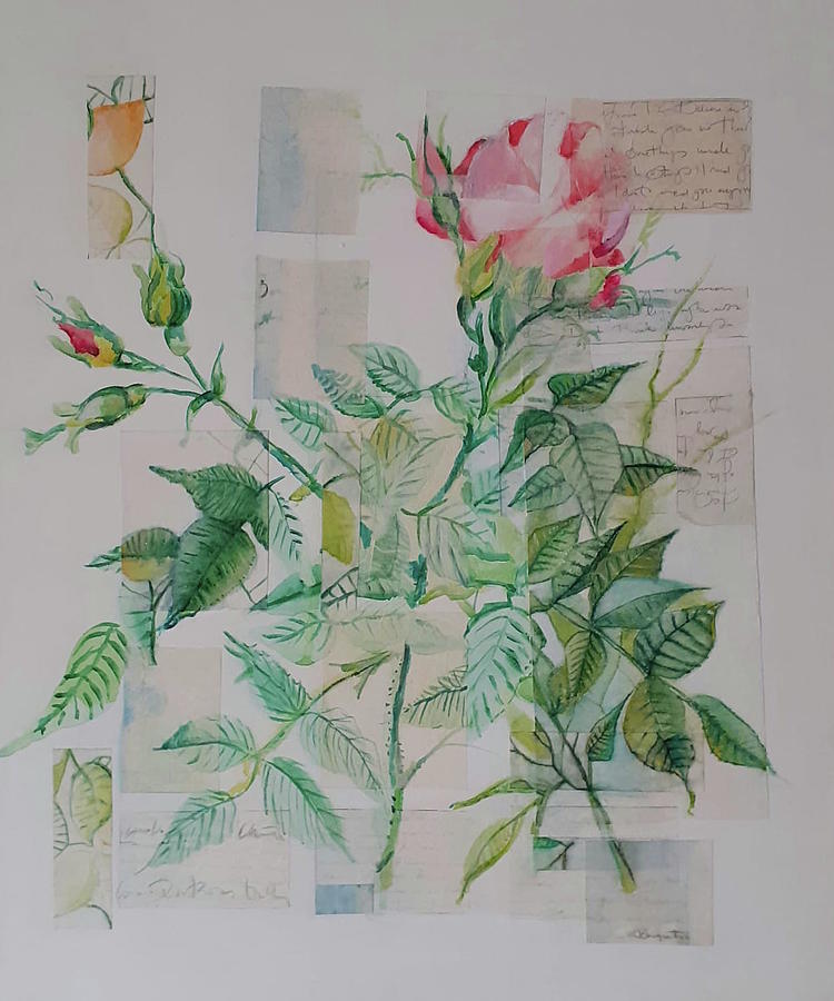 Rose bush and letters Painting by Carolina Prieto Moreno