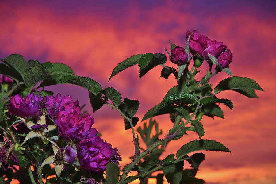 Rose Bush at Sunrise - flowers Photograph by Chris Pappathopoulos Rose Bush at Sunrise - flowers Photograph by Chris Pappathopoulos