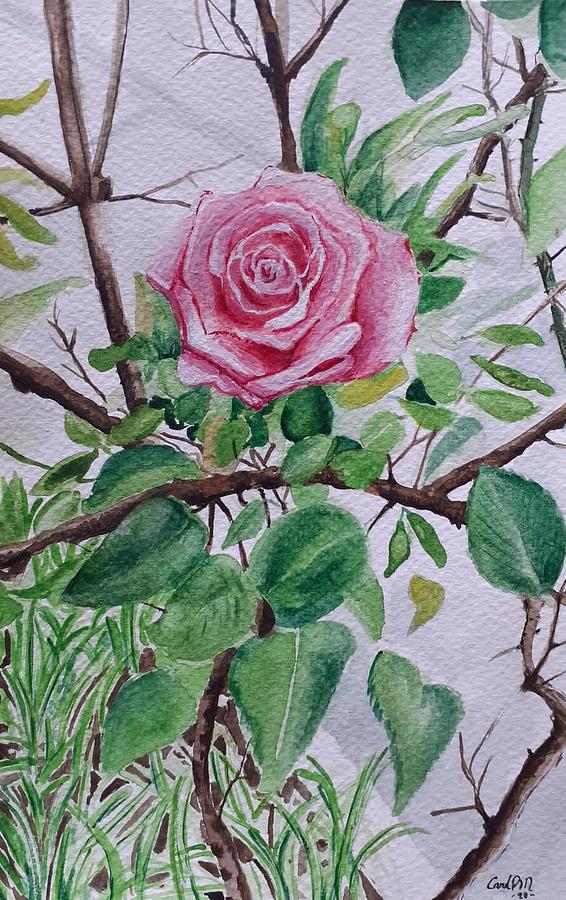 Rose bush Painting by Carolina Prieto Moreno