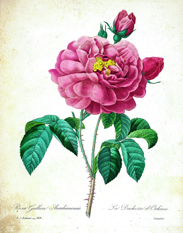 Rose Bush illustration 1827 r3 Drawing by Botany Pixels