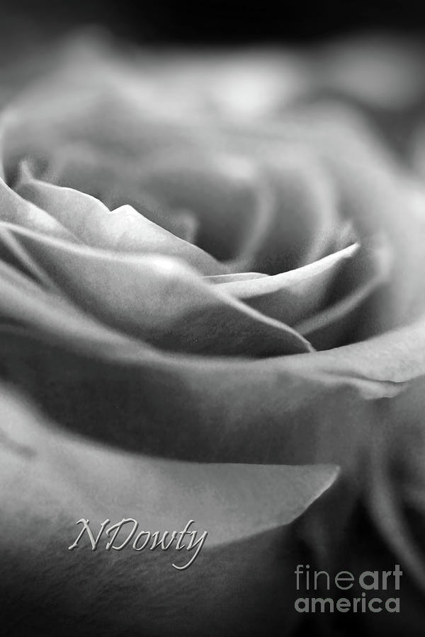 Rose BW Photograph by Natalie Dowty
