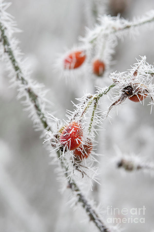 Winter Photograph - Rose Cariad Hips in the Frost by Tim Gainey