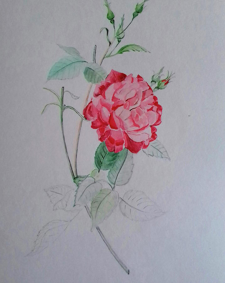 Rose Drawing by Carolina Prieto Moreno