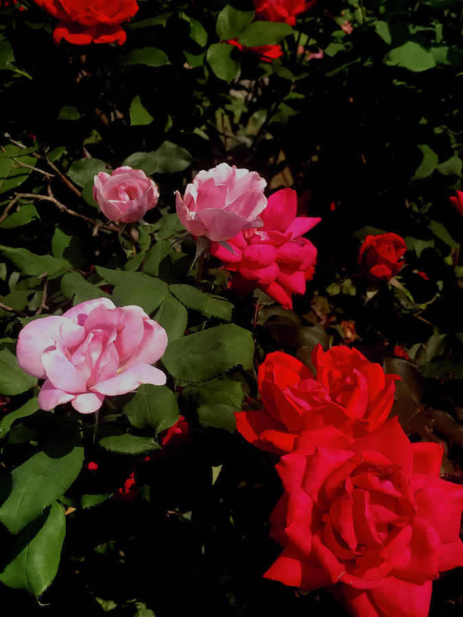 Rose Cascade Photograph