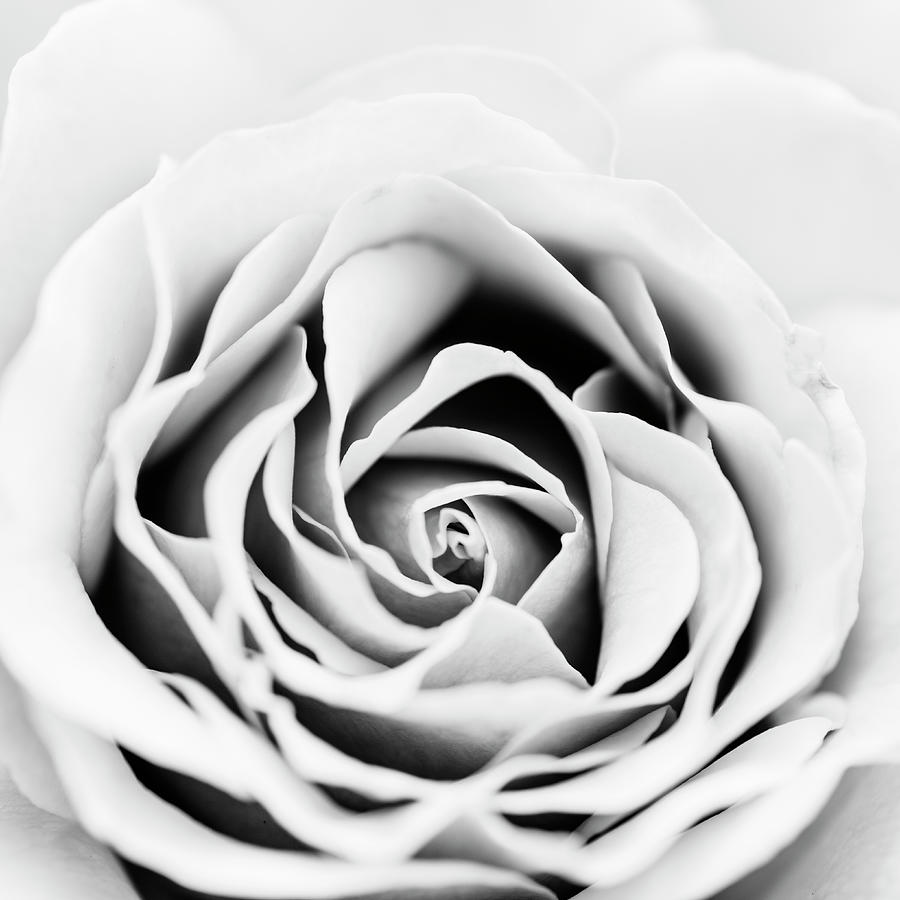 Rose Center in Black and White Photograph by Vishwanath Bhat