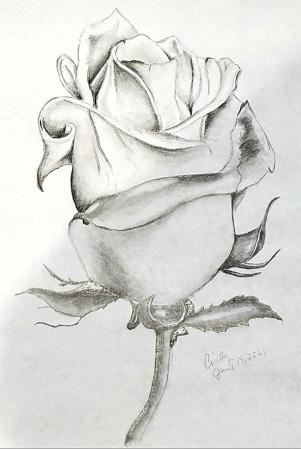 Rose Drawing by Cindy Blanchard | Pixels