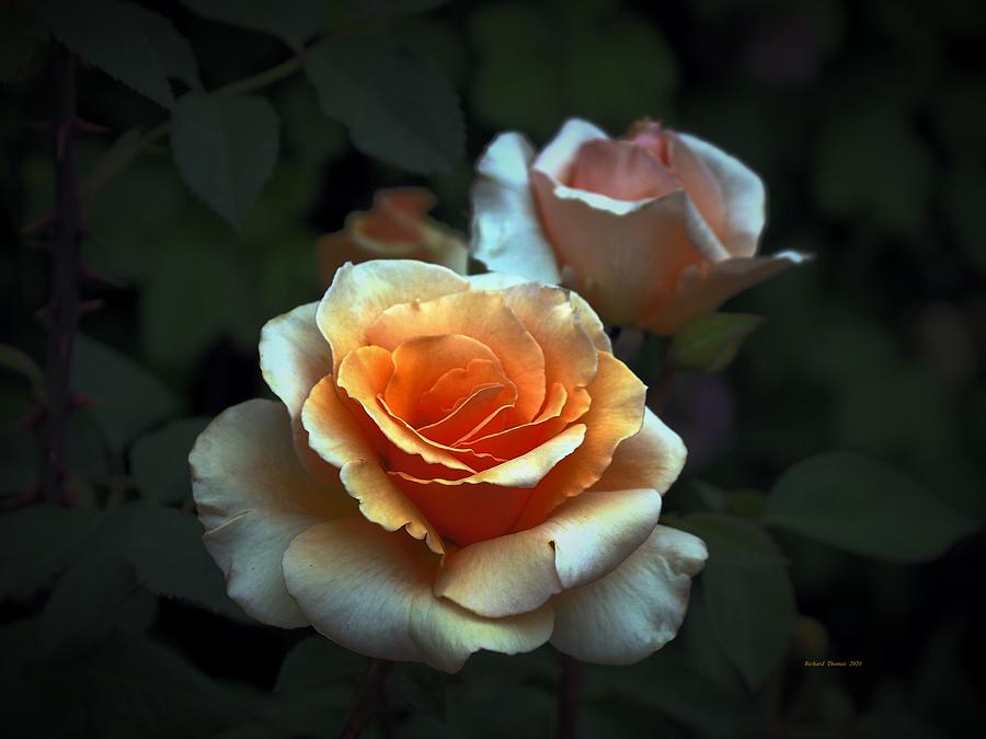 Rose Close Photograph by Richard Thomas